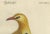 Mid 18th Century Seligmann, Regal Golden Thrush Perched, 1749, Print For Sale - Image 5 of 7
