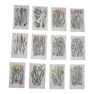 Antique 19th Century Botanical Lithographs - Set of 12 For Sale