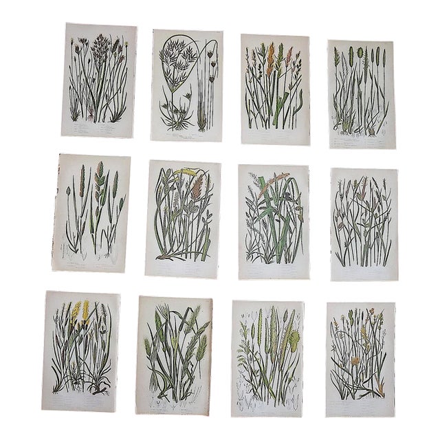 Antique 19th Century Botanical Lithographs - Set of 12 For Sale