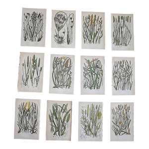 Antique 19th Century Botanical Lithographs - Set of 12