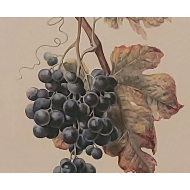 Traditional 19th Century Hand Colored French Engraving of Grapes For Sale - Image 3 of 5