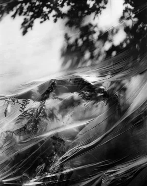 Ugne Pouwell, Oak and Fern, 2024, Photography, Limited Edition of 20