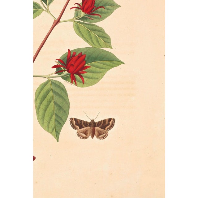 Antique Botanical Study With Moths, 1797 Vintage Art Print Reproduction, 16" X 24" For Sale In Buffalo - Image 6 of 10