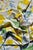 Brunschwig and Fis “Tulip” Hand Printed Cotton Fabric Sample For Sale - Image 11 of 11