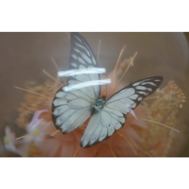 Late 20th Century Floral Butterfly Diorama Taxidermy Display Apothecary Cloche Dome 12" For Sale - Image 14 of 14