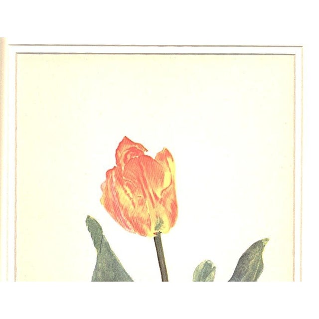 This is a botanical print of a tulip that was illustrated by Arlette Davids. Davids was a French illustrator of plant...