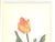 This is a botanical print of a tulip that was illustrated by Arlette Davids. Davids was a French illustrator of plant...