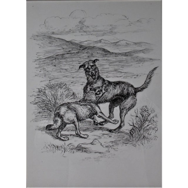 Artist: Margaret.S Johnson (American, 1893-1964) Title: Wolf and Dog fighting Year: Circa 1930 Medium: Ink drawing...