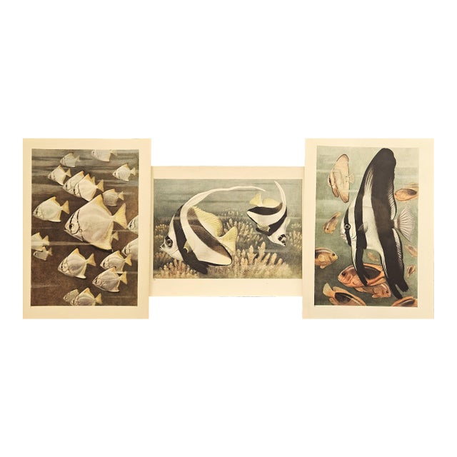 1945 Set of 3 Sea/Ocean Life Vintage Prints For Sale