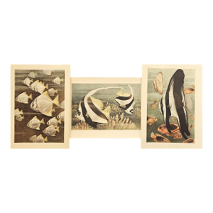 1945 Set of 3 Sea/Ocean Life Vintage Prints
