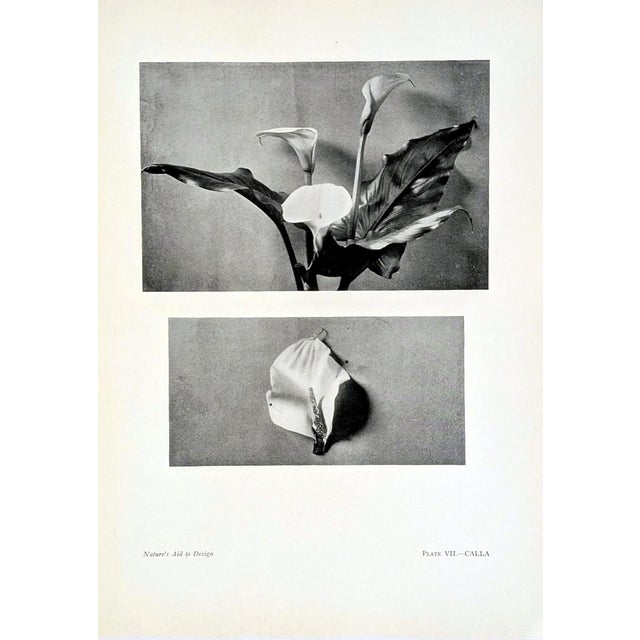 Set of 12 Antique Botanical Photogravure Plates From the First Edition of Nature's Aid to Design (1907) For Sale In Los Angeles - Image 6 of 13