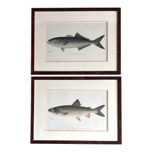 Antique Denton Fish Prints-Custom Framed-Set 2
