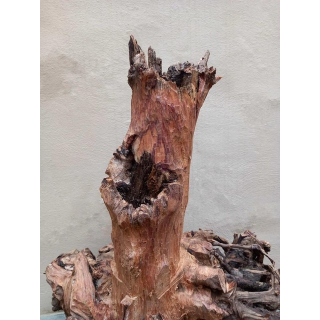 Pietro Meccani, Sculpture of the Sea: Polyphemus, 1995, Pinewood For Sale - Image 6 of 11