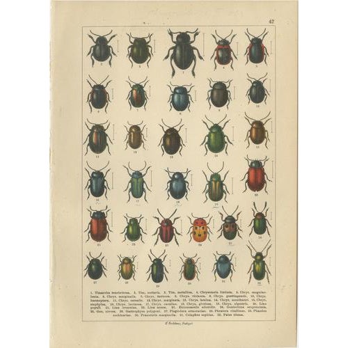 Calwer, Beetles, Chromolithographs, 1893, Set of 8 For Sale - Image 4 of 11