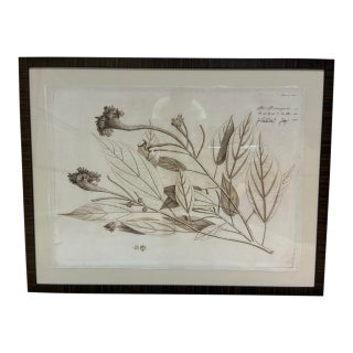 Natural Curiosities “Pee-Ponnagam” Hortus Malabaricus Botanical Print, Framed For Sale