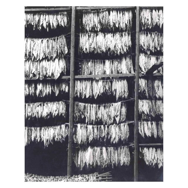 Harold Miller Null, Tobacco Leaves, Original Photograph, 1950s For Sale