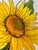 Illustration Giclee Print of This Watercolor Painting “Golden Sunflower” For Sale - Image 3 of 4
