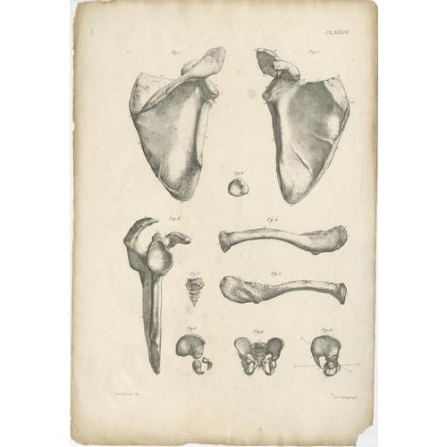 Cloquet, French Anatomical Osteology, 1821, Lithograph, Set of 3 For Sale - Image 3 of 9
