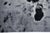 Contemporary Smoky Leopard Rug in Black and Grey by Doris Leslie Blau For Sale - Image 9 of 10