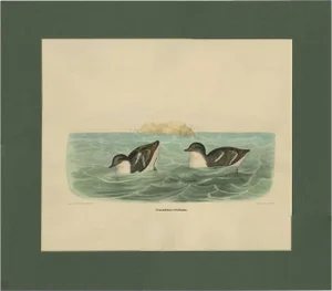 After D. G. Elliot, Bird Illustration of Least Auk, 1869, Print