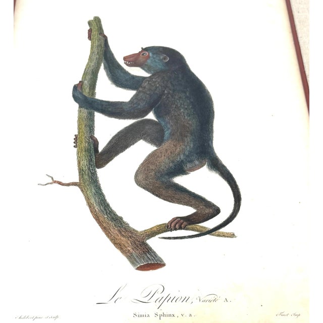 Set of 4 Hand-Colored French Primate Engravings by Jean-Baptiste Audebert For Sale - Image 12 of 18