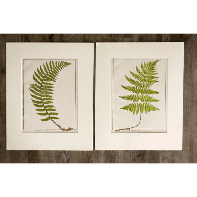 Antique 1885 English Chromolithograph Ferns - a Pair For Sale In Seattle - Image 6 of 6