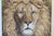 Figurative Vintage Lion Head Painting on Board For Sale - Image 3 of 9