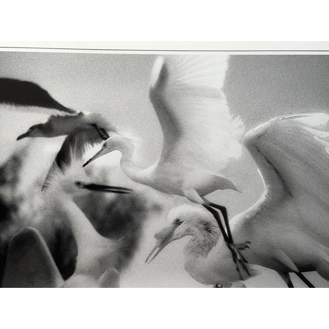 Beautiful art photography print of birds in flight featured on the cover of Rosalie Winard‘s book “Wild Birds of the...