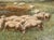 Gold G. A. Hays American Sheep Pasture Landscape Oil Painting, Circa 1900. For Sale - Image 8 of 13
