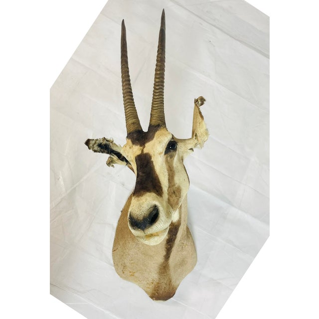 1950s Vintage Mounted Antelope Taxidermy Wall Mount With Long Horns, Estate Find For Sale - Image 5 of 18