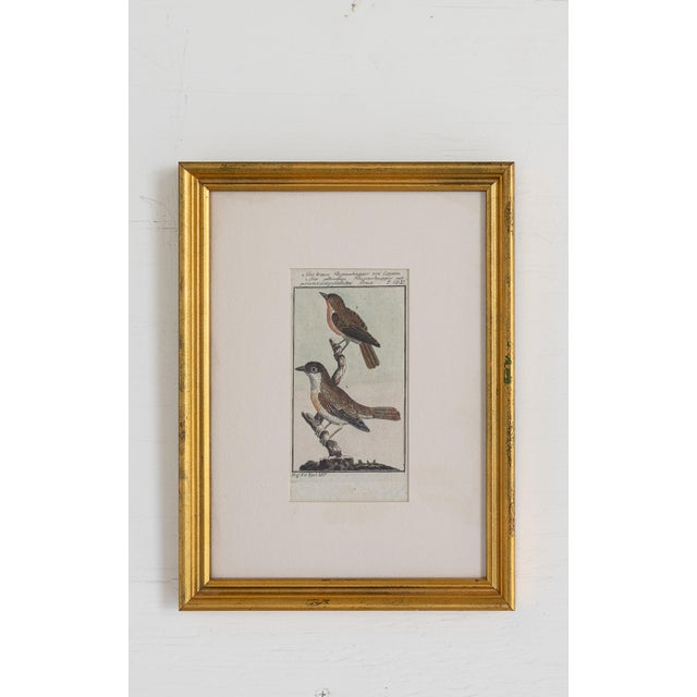 19th Century Set of Framed Avian / Bird Engravings For Sale - Image 4 of 11