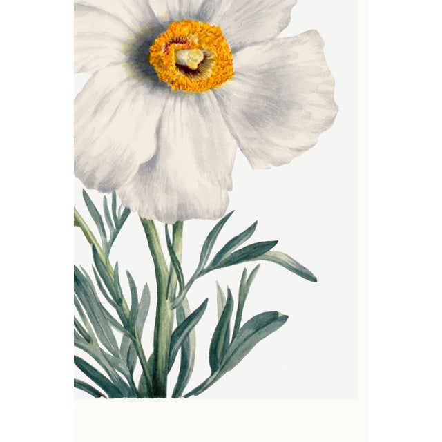 Paper Matilija Poppy, Vintage Botanical Art Print Reproduction by Mary Vaux Walcott, 40" X 60" For Sale - Image 7 of 9