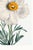 Paper Matilija Poppy, Vintage Botanical Art Print Reproduction by Mary Vaux Walcott, 40" X 60" For Sale - Image 7 of 9