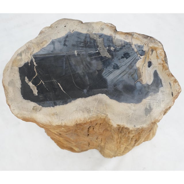 Large Beige Petrified Wood Organic Stomp Shape Stand End Side Table Pedestal