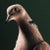 Contemporary Contemporary Limited Edition Ring Necked Dove Print (20x24") by Brendan Burden For Sale - Image 3 of 4