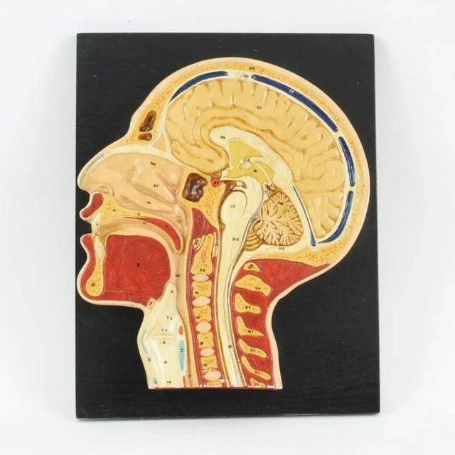 Vintage Human Head Cross Section Anatomy Model, 1950s For Sale - Image 6 of 6