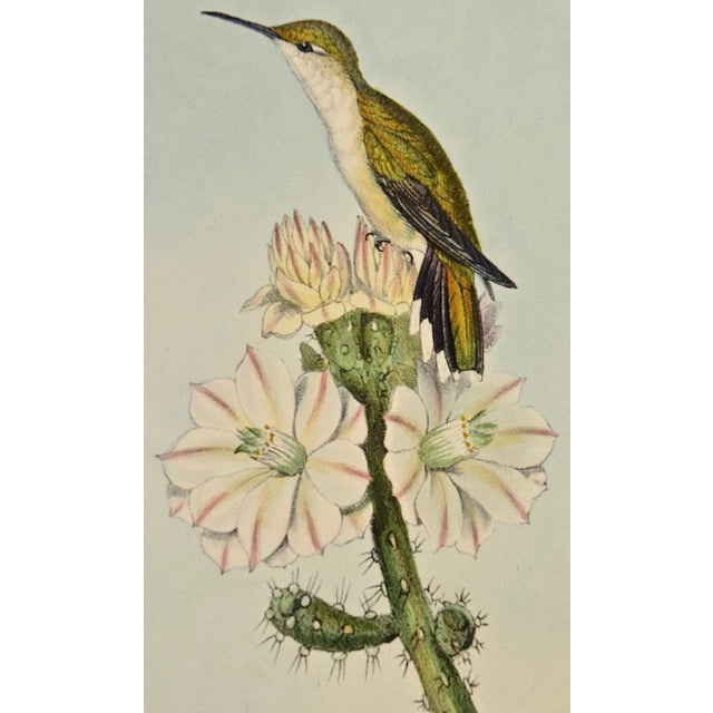 Yarrell's Wood-Star Hummingbirds: A 19th Century Hand-Colored Gould Lithograph, 1850 For Sale - Image 9 of 12