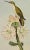 Yarrell's Wood-Star Hummingbirds: A 19th Century Hand-Colored Gould Lithograph, 1850 For Sale - Image 9 of 12