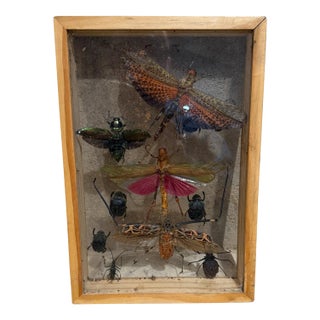 Taxidermy Butterfly Flying Insects Collection of Multiple Species (10) For Sale