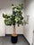 Design Plus Gallery presents a Faux Fiddle Leaf Fig Tree + Tapered Black Planter. This lifelike decorative tree has a tall...