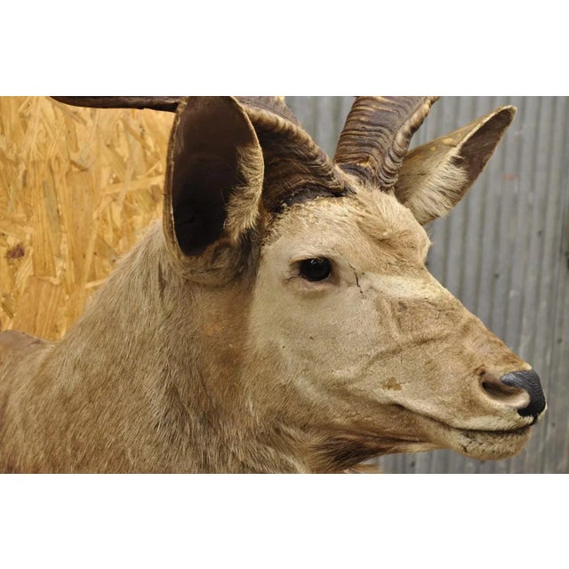 Late 20th Century Vintage Greater Kudu African Shoulder Mount Large Taxidermy For Sale - Image 5 of 12