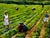 British 20th Century Landscape Oil Painting, Strawberry Pickers Harvesting in West Sussex South Downs For Sale - Image 9 of 18