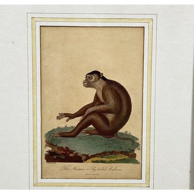 The Maimon, or Pig-Tailed Baboon - An Exceptional 18th-Century Natural History Engraving Capture a piece of Enlightenment...