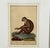 The Maimon, or Pig-Tailed Baboon - An Exceptional 18th-Century Natural History Engraving Capture a piece of Enlightenment...