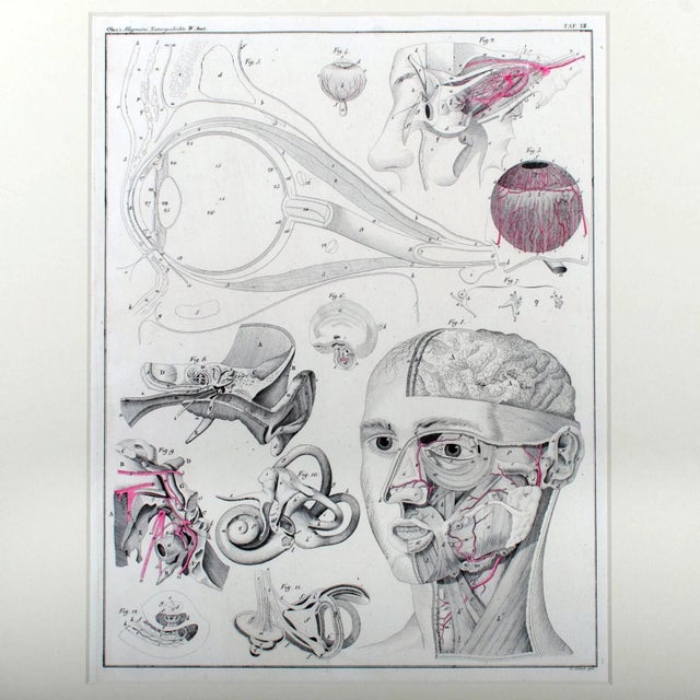 Offered is a framed anatomical engraving from Oken’s "Naturgeschichte für alle Stände" (Natural History for all Social...