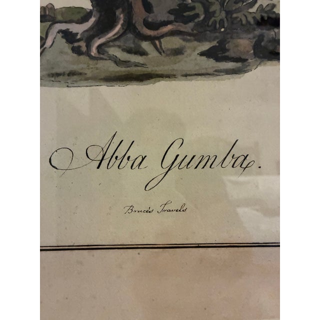 Traditional Natural Curiosities “Abba Gumba” Bird After Bruce’s Travels Framed Print For Sale - Image 3 of 7