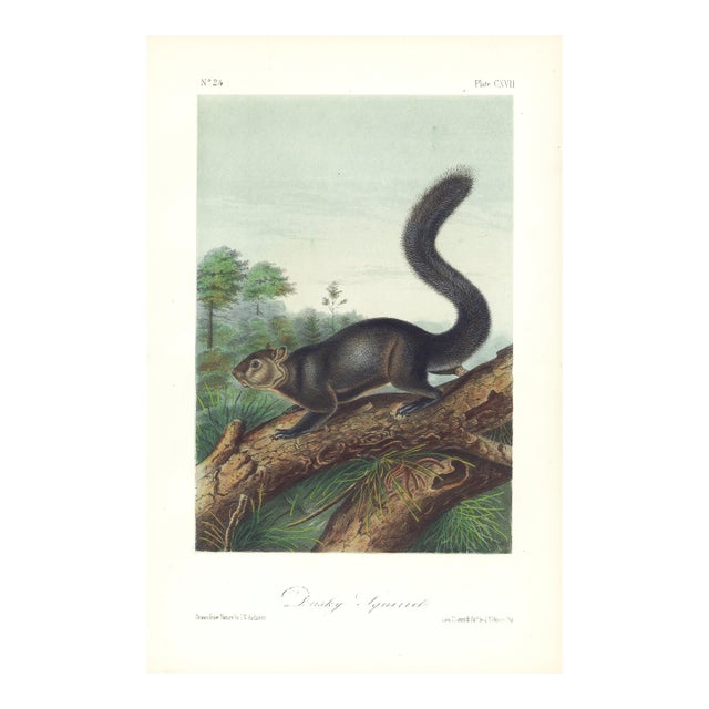 1854 Audubon Quadruped Octavo Lithograph "Plate 117 Dusky Squirrel" For Sale