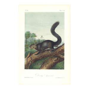 1854 Audubon Quadruped Octavo Lithograph "Plate 117 Dusky Squirrel"