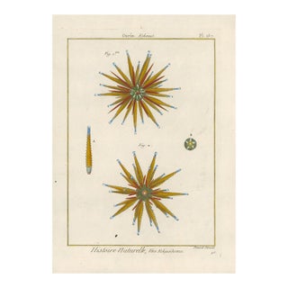 Antique French Histoire Naturelle – Sea Urchins, 1770-90's- Modern Color For Sale