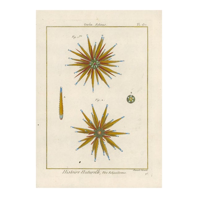 Antique French Histoire Naturelle – Sea Urchins, 1770-90's- Modern Color For Sale
